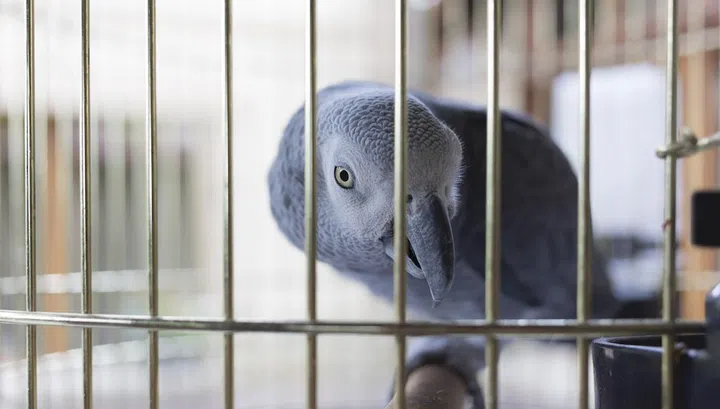 Parrot in a cage. There is red-gray parrot Psittacus Erithacus.