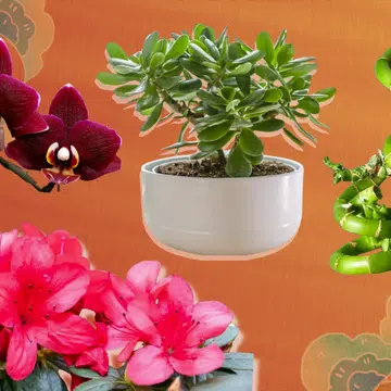 lucky plants and flowers chinese new year 2026