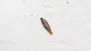 how to get rid of plaster bagworms in home