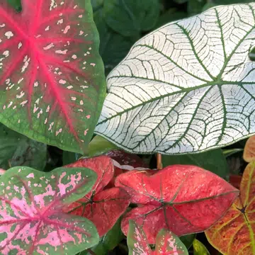 Do You Find Your Indoor Plant Hobby Getting More Expensive These Days?