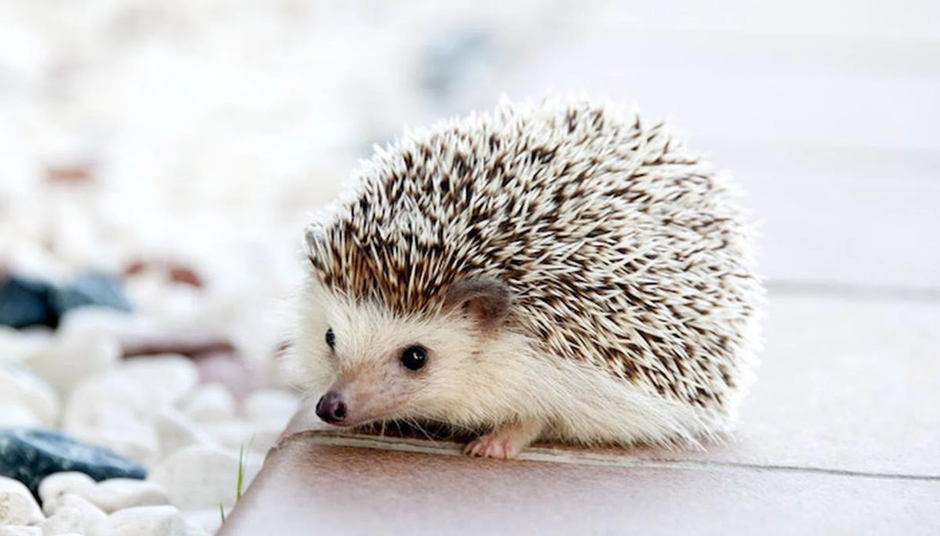 hedgehog