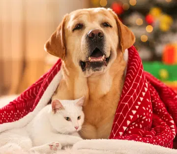 Getting Christmas Pet For Children The Singapore Women's Weekly