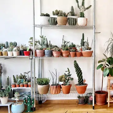 Looking For Gorgeous House Plants? Here's Where To Go In Singapore_Featured
