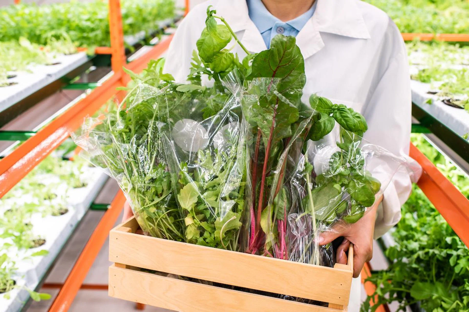 how-to-set-up-your-own-hydroponics-garden-in-singapore