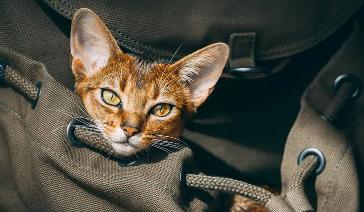 Closeup red cat portrait: backpack for pet comfortable tourism, traveling, walking. Animal care scenery with furry kitten orange eyes look at camera in grey rucksack. Cinematic close up shot