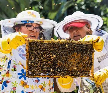 Angelina Jolie Created A Female Beekeeping Programme With Guerlain To Help Women In Need