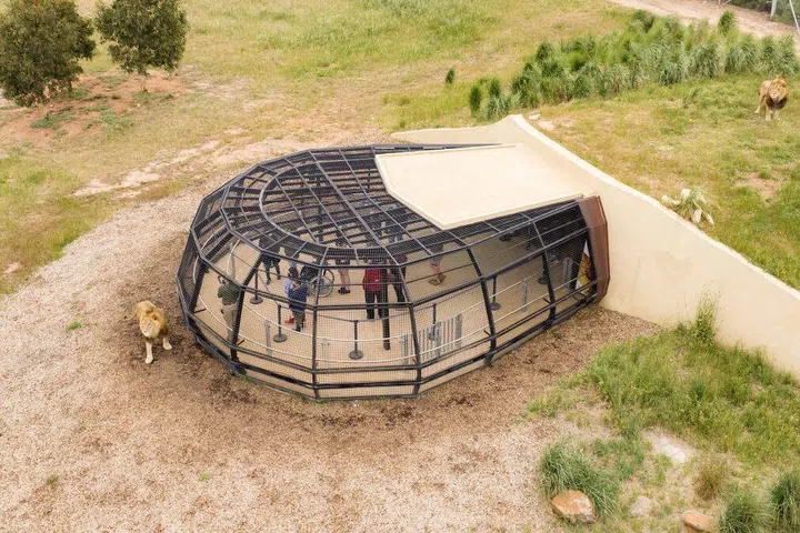 Guests watching animals roam free at Monarto Safari Park, Adelaide, Western Australia