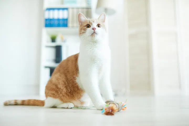 Domestic beautiful cat sitting on the floor with toy and looking at his owner