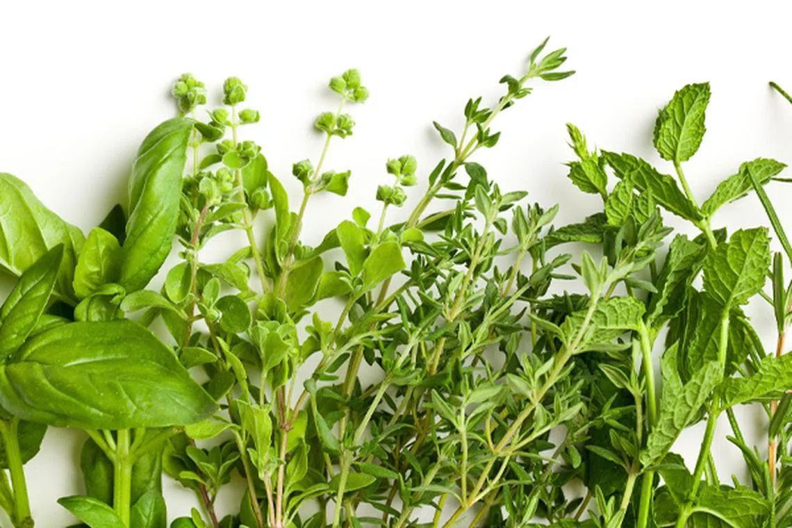 5 Easiest Herbs To Grow At Home | The Singapore Women's Weekly
