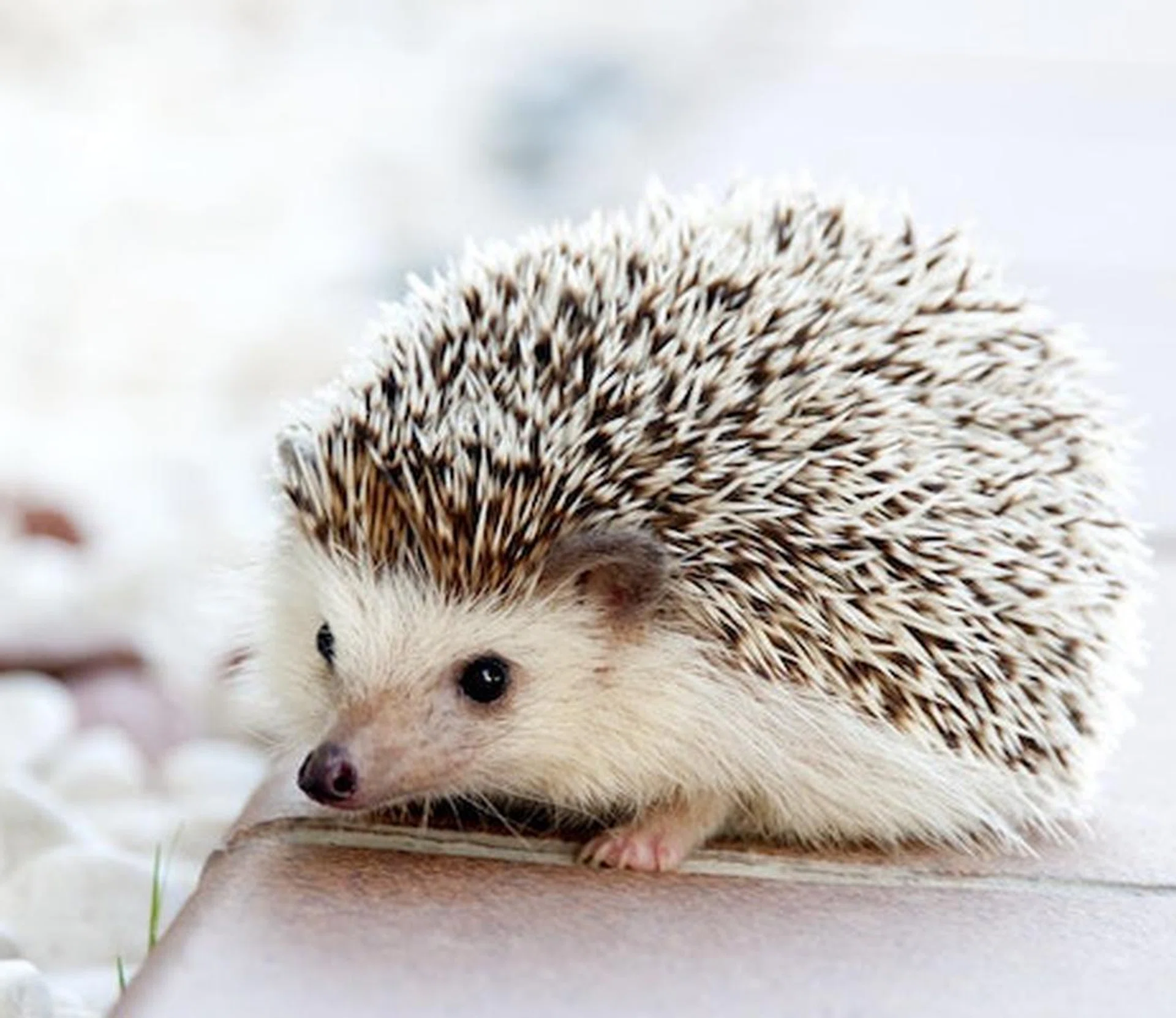 hedgehog