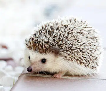 hedgehog