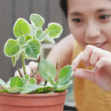 how-to-choose-the-right-pots-for-your-outdoor-plants