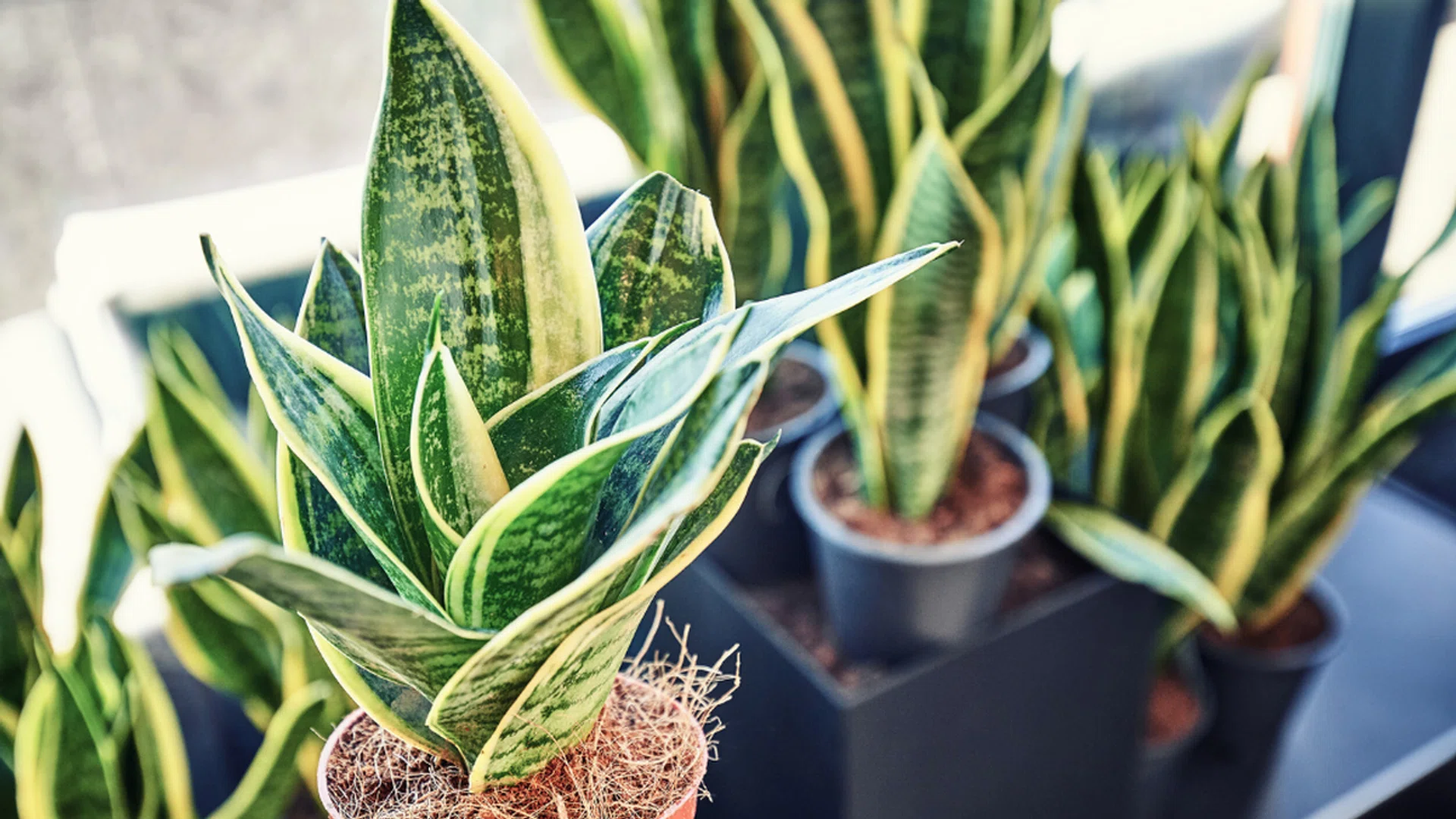 best indoor air purifying plants
