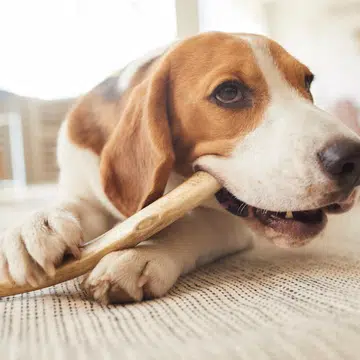 vet-tips-feed-dog-raw-chicken-acute-polyradiculoneuritis