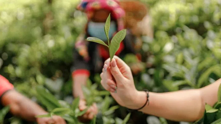 Credit: Weligama Bay Marriott Resort & Spa