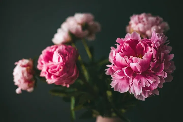 Close-up beautiful bouquet of pink peonies flowers on a black background