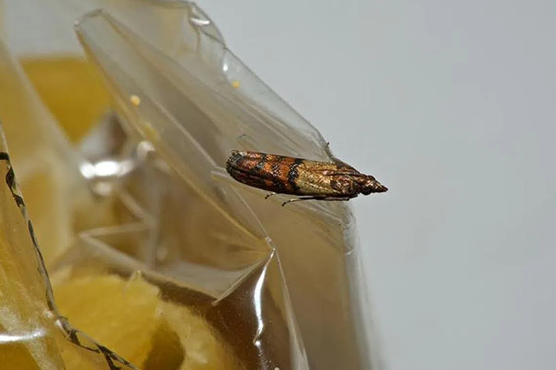 How Do You Get Rid of Kitchen Moths: Effective Solutions