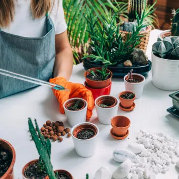 two-simple-tips-will-help-keep-potted-plants-thriving