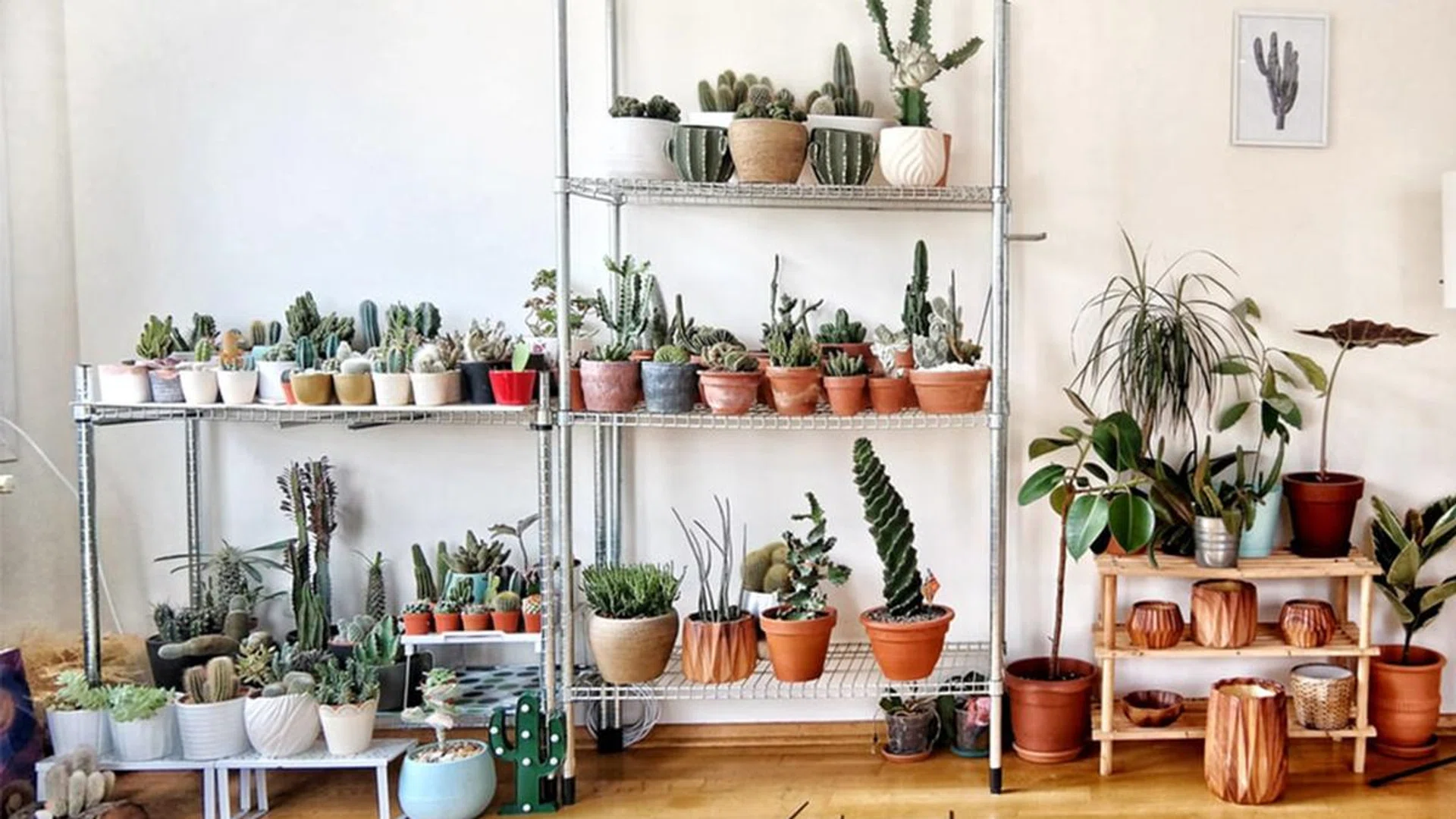 Looking For Gorgeous House Plants? Here's Where To Go In Singapore_Featured
