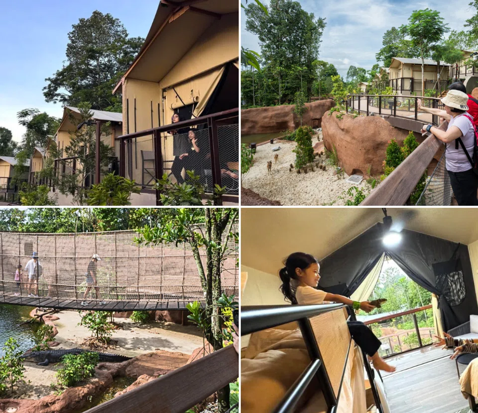 crocodile lodge review mandai glamping