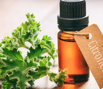 Best Plants To Repel Disease-Carrying Mosquitoes From Your Home citronella