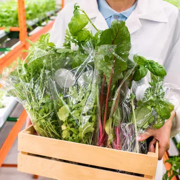 how-to-set-up-your-own-hydroponics-garden-in-singapore