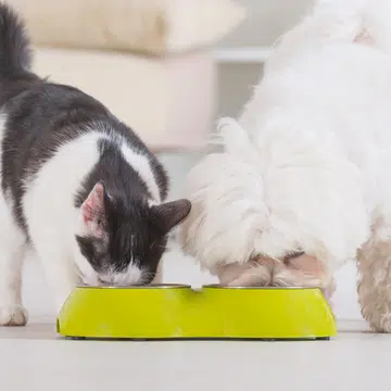how-you-might-be-affecting-your-pets-health