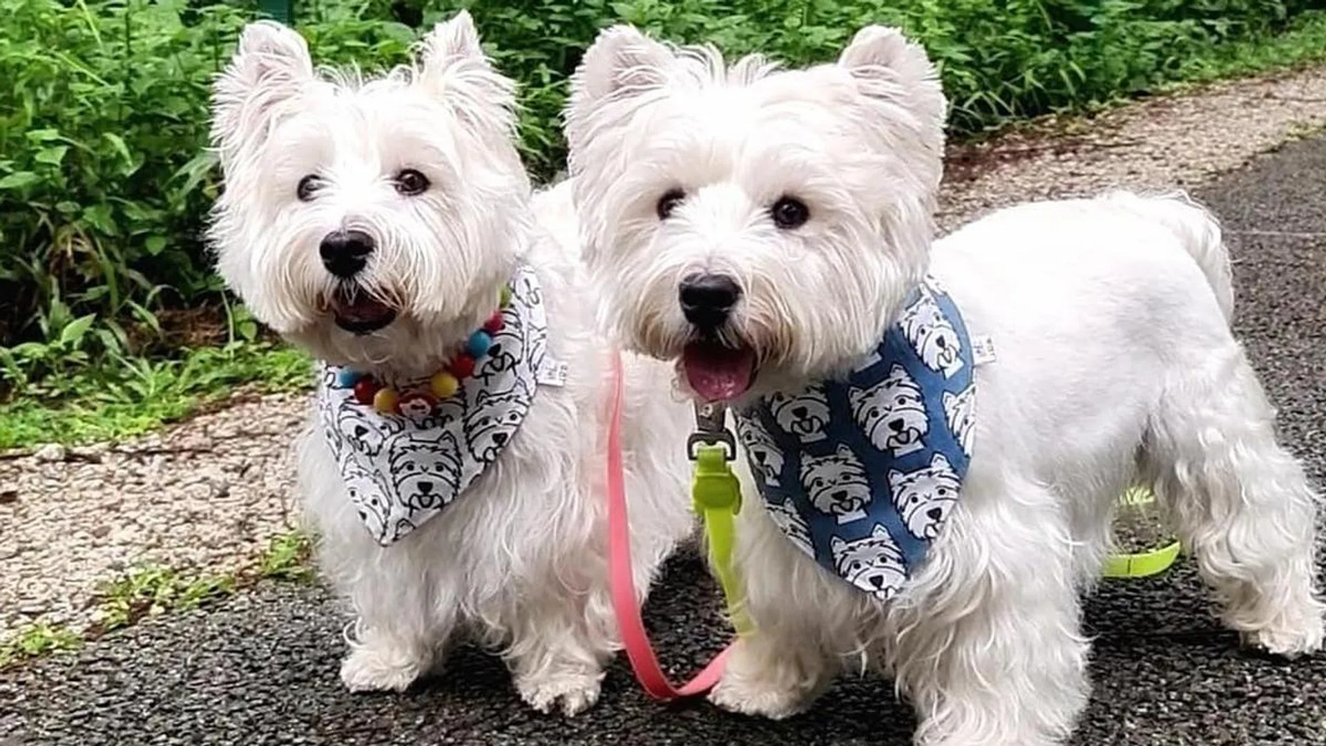 Credit: lomodoggies/Instagram