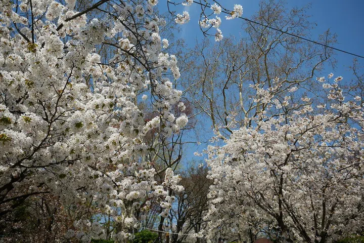 Incheon alternative cities cherry blossoms