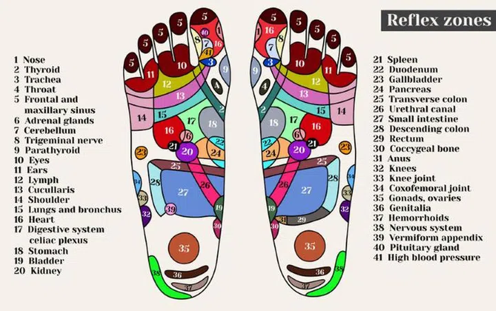 Foot reflexology chart in colour
