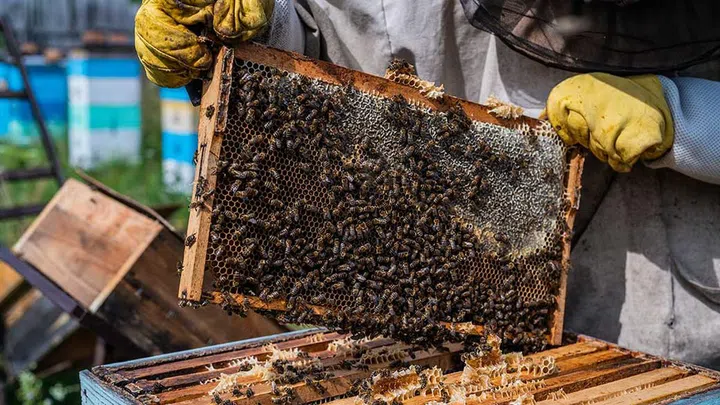 Women for Bees will offer 30 days of training in Provence, France, where participants – from countries as far-flung as Russia, Ethiopia and Cambodia – will learn all aspects of beekeeping. (Photo from Envato)