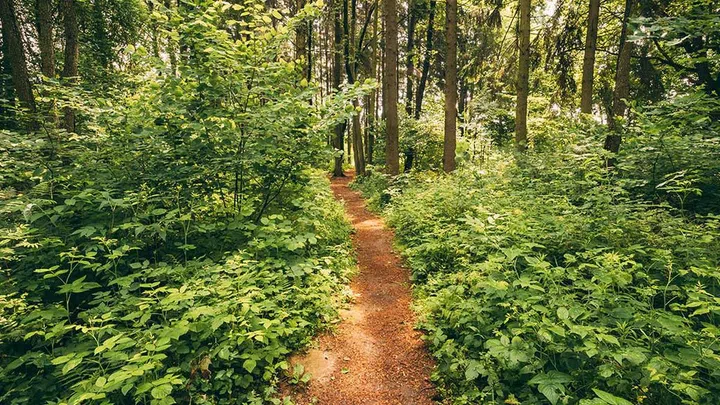 Vitamin B and magnesium-rich foods, such as leafy greens, can help ease stress, too.