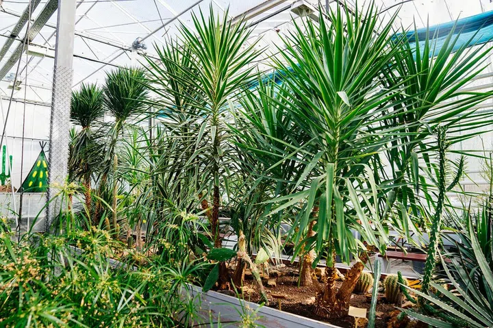 yucca. exotic plants grown in a large greenhouse of the botanical garden. construction of year-round operation, where scientific and educational work is carried out.