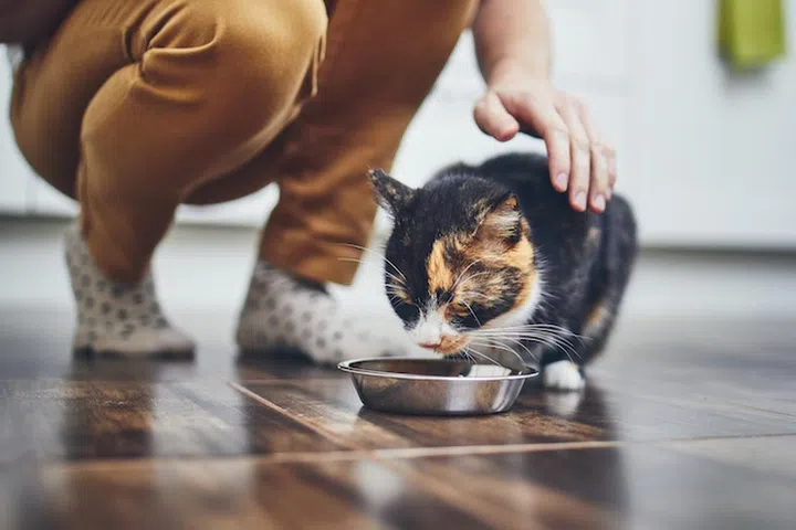 Domestic life with pet. Cute cat eating from bowl at home kitchen.
