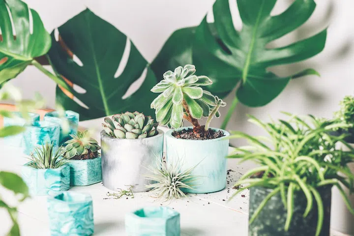 Planting succulent plant in the new marbled color planter, turquoise blue or green mint color, the process of creation of the indoor garden