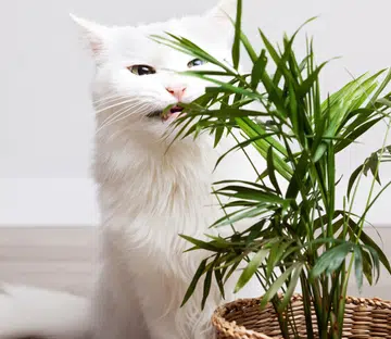 plants toxic to cats and dogs