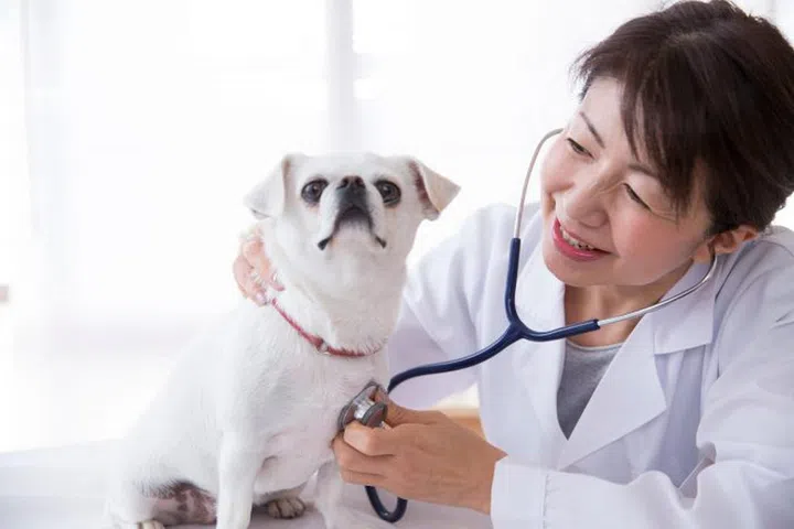 Japanese female veterinarian doing a dog examination