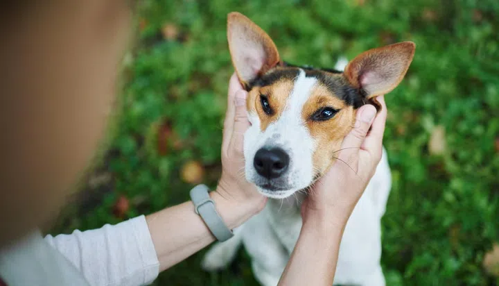 Hands of anonymous person petting cute dog on blurred background of lawn grass