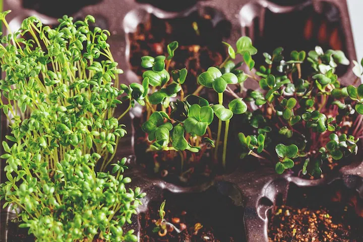 The microgreen in plastic trays for planting young plants. Microgreen are young vegetable green or sprouts, superfood, the concept of a healthy lifestyle