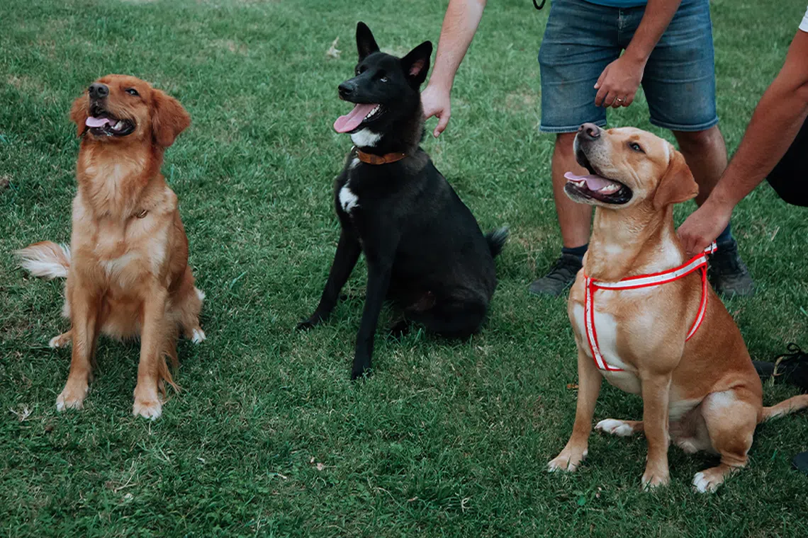 5 HDB-Approved Dogs That Will Fit Your Lifestyle (And Your Home) | The ...