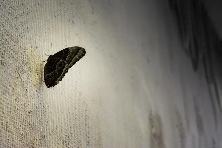 Black butterfly is sitting on textured white wall. Natural background.