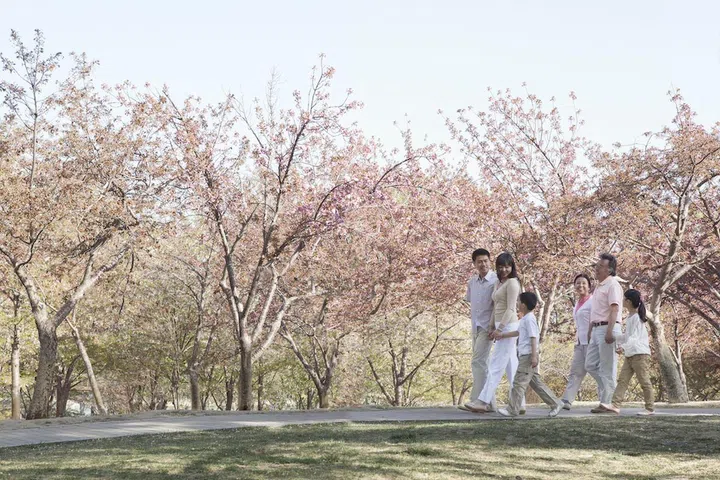 Beijing alternative cities for cherry blossoms