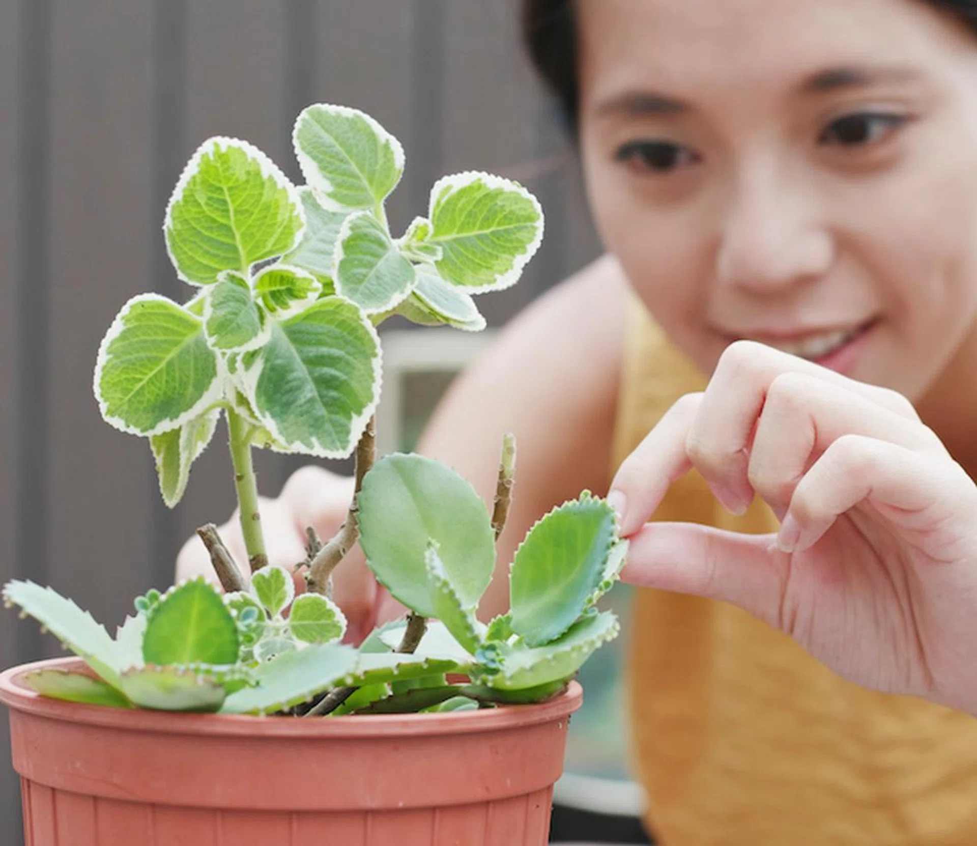 how-to-choose-the-right-pots-for-your-outdoor-plants