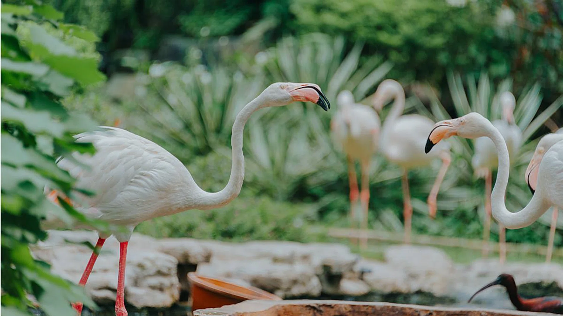 Singapore Zoo, ArtScience Museum and Universal Studios Reopening From 1 July: Advance Bookings Required