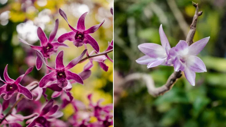 Dendrobium Kiat Tan and Dendrobium Moses Lee. Photos: Gardens by the Bay