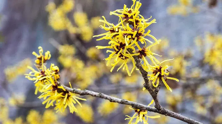 Witch hazel is an actual plant. Its leaves and bark are often used to create skincare products and medicinal ointments. (Photo by Envato)