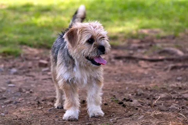 Border Terrier - Patrolling the Farm