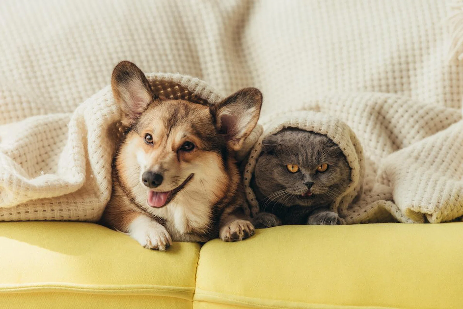 10-adorable-pet-instagrams-make-you-go-awww