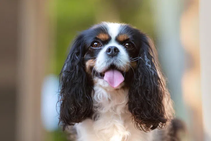 Happy dog sitting in the green garden