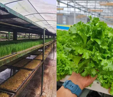 where to find vegetable farms singapore